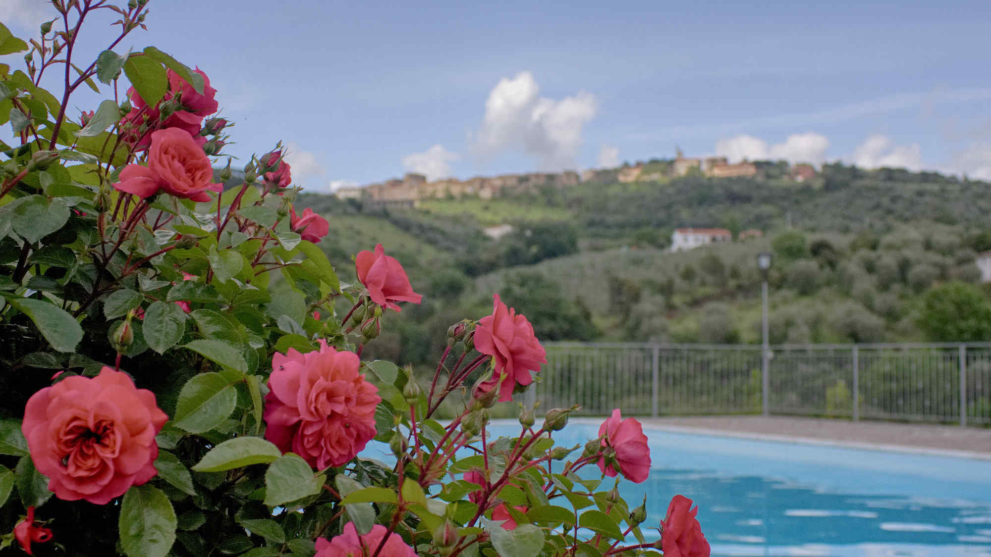 Le rose in piscina