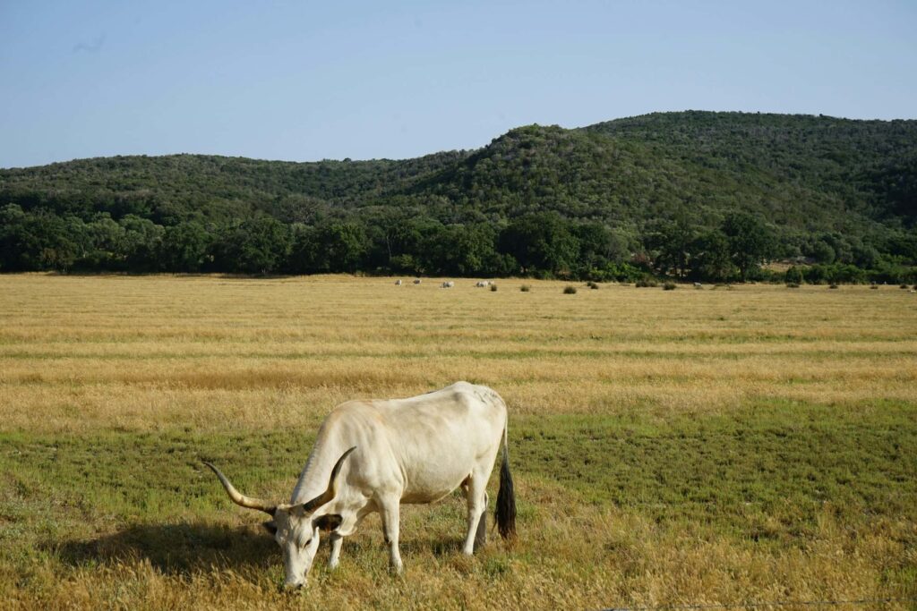 Parco della Maremma Toscana Alberese - Foto di Carlo Mazzetti - Unsplash