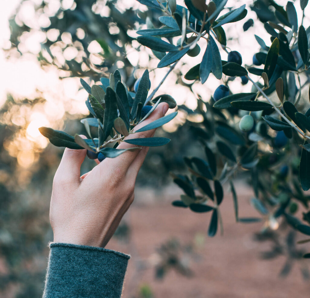 Casa Olivo - Agriturismo in Maremma Toscana 6 Viaggio nella raccolta olio extravergine toscano Aroldo Bio